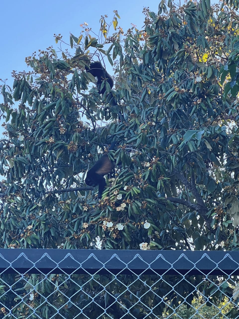 Pickle ball court monkeys optional 