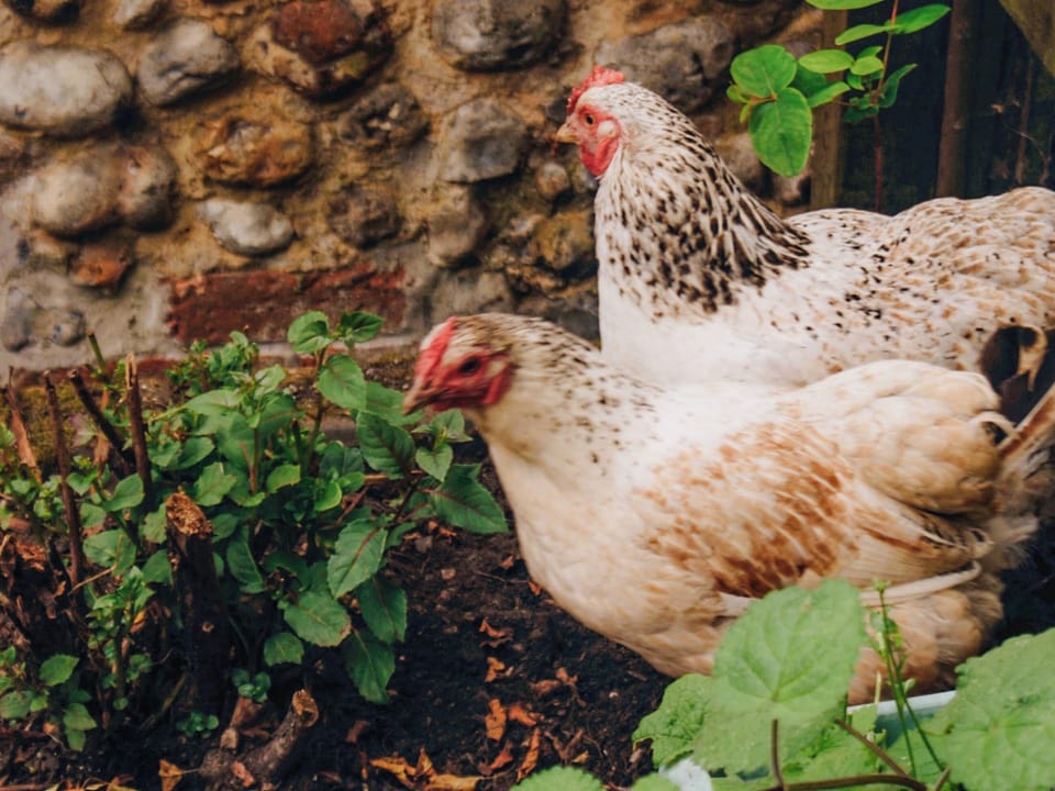 Exterior | Sparrows Nest - Sparrow Green Farm, Sparrow Green, near Dereham