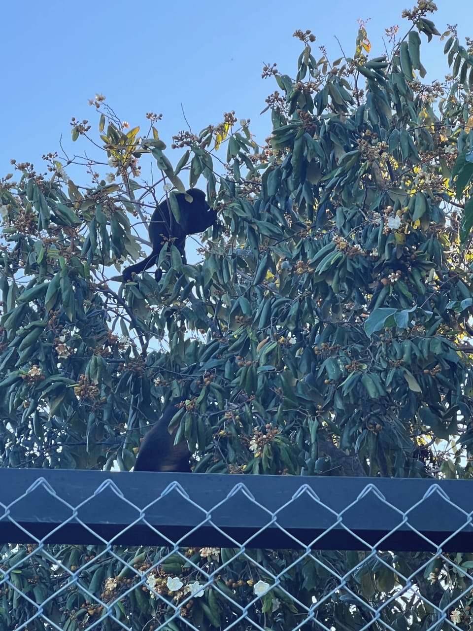 Monkeys at pickleball court optional 
