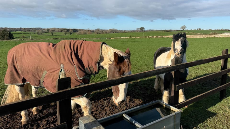 Say hello to the owners horses in the neighbouring field.