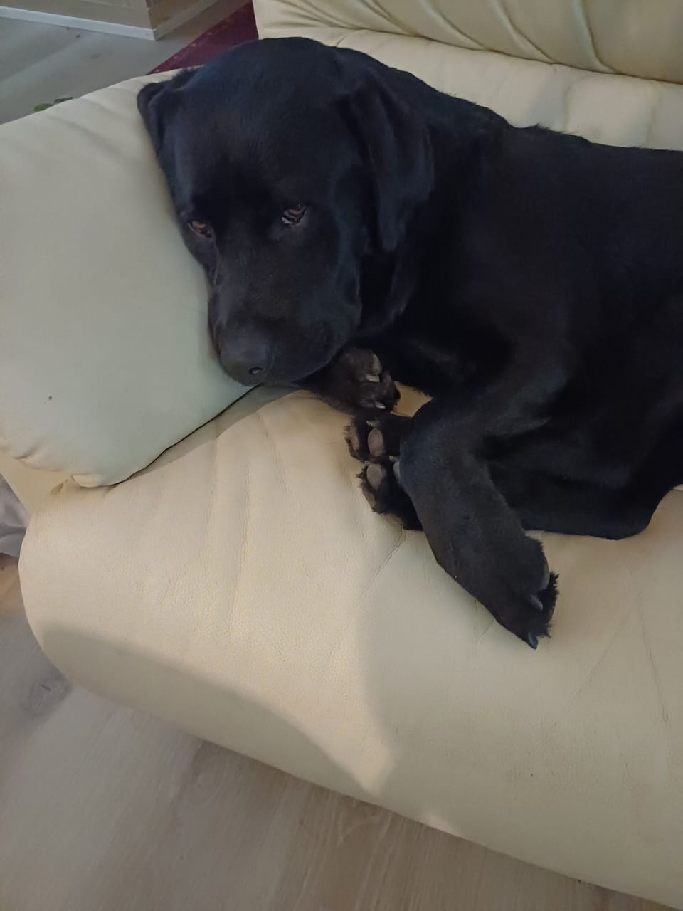 Pet-friendly