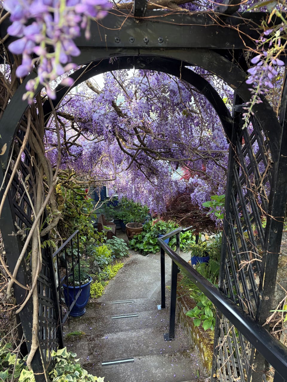 Its Wisteria season at the lake!