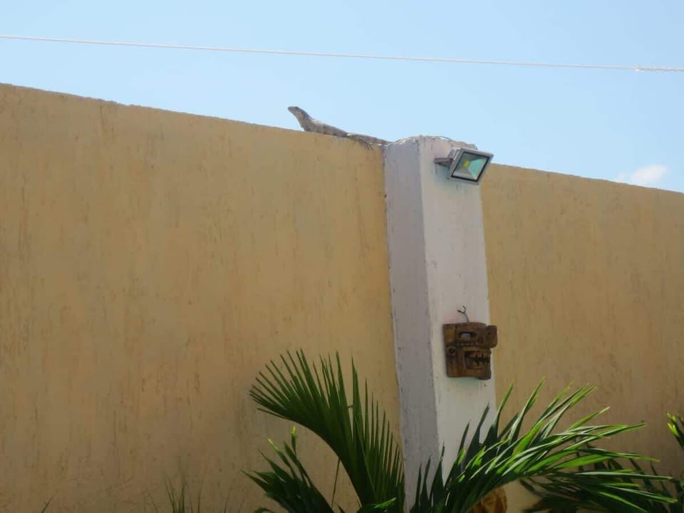 Visitor sunning himself.