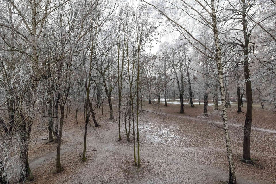 A view of a nearby wooded area with leafless trees, creating a tranquil, natural environment.
