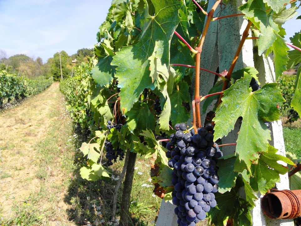 Vineyard