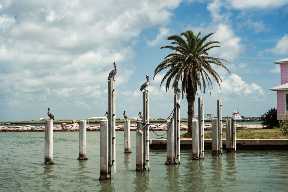 A tranquil harbor setting framed by swaying palm trees and pelicans perched nearby, capturing the laid-back rhythm of island life.