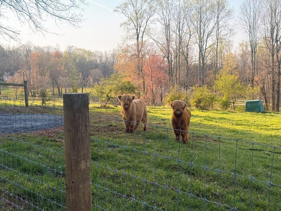 The fluffiest little highlanders to hang out with during your stay - Maverick and Goose:)
