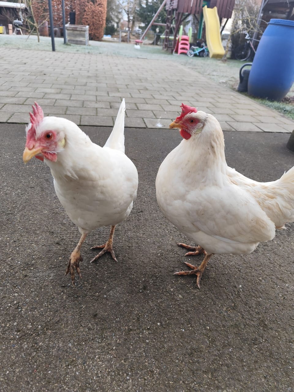Miscellaneous