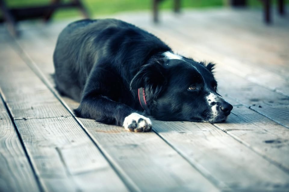 Pet-friendly