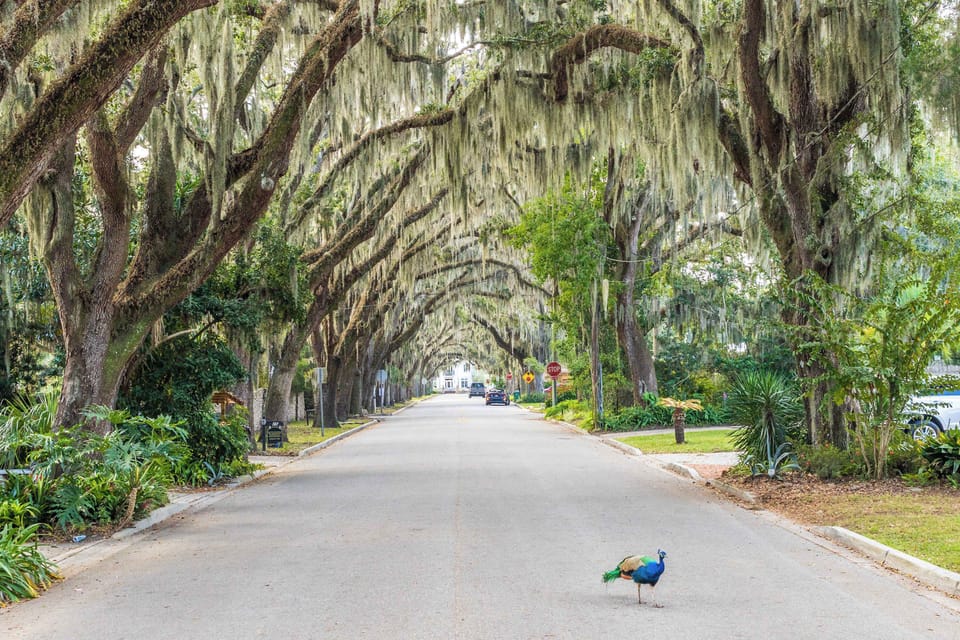 "Take a stroll down Magnolia Avenue where live oaks draped in Spanish moss and roaming peacocks create a storybook entrance to your getaway. It’s a beautiful walk you’ll never forget. - The Coquina - St. Augustine, FL"