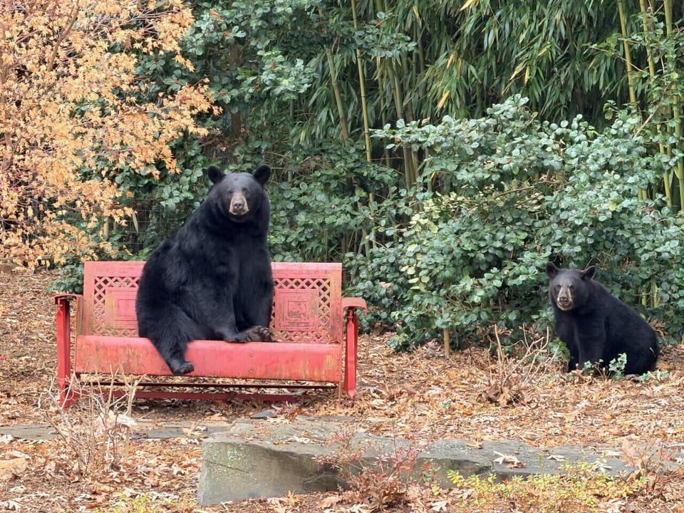 We always try to accomodate early check in at the house when possible!  These two frequent flyers are patiently waiting!