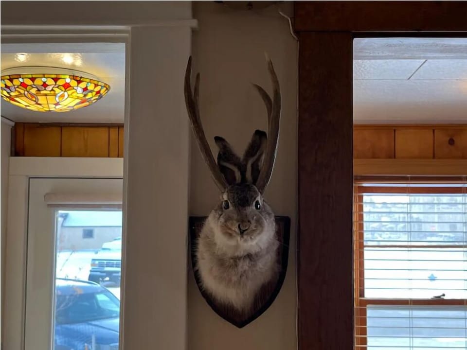 Meet Marv the Jackalope