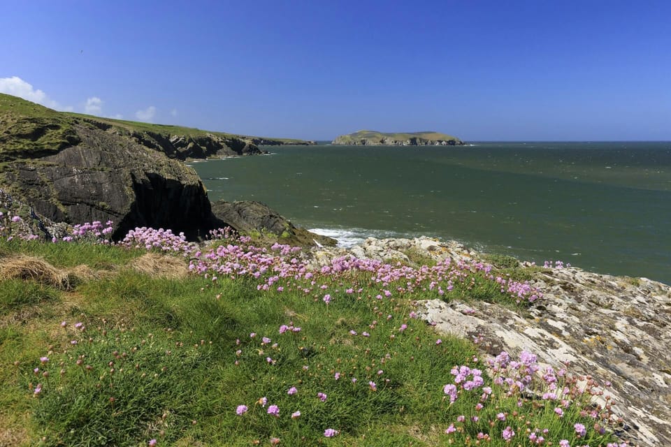 Cardigan Bay coastline in spring with headland and thrift flowers, view of Cardigan Island