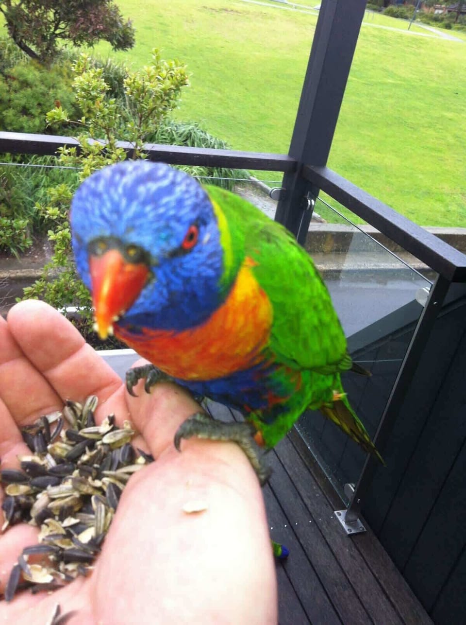 Another Rainbow Lorikeet on the balcony... he's a cheeky one.. lets book it before it's taken by someone else...