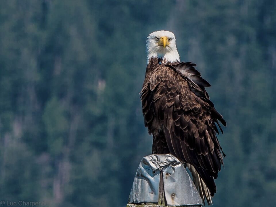 Keep an Eagle eye out for locals!