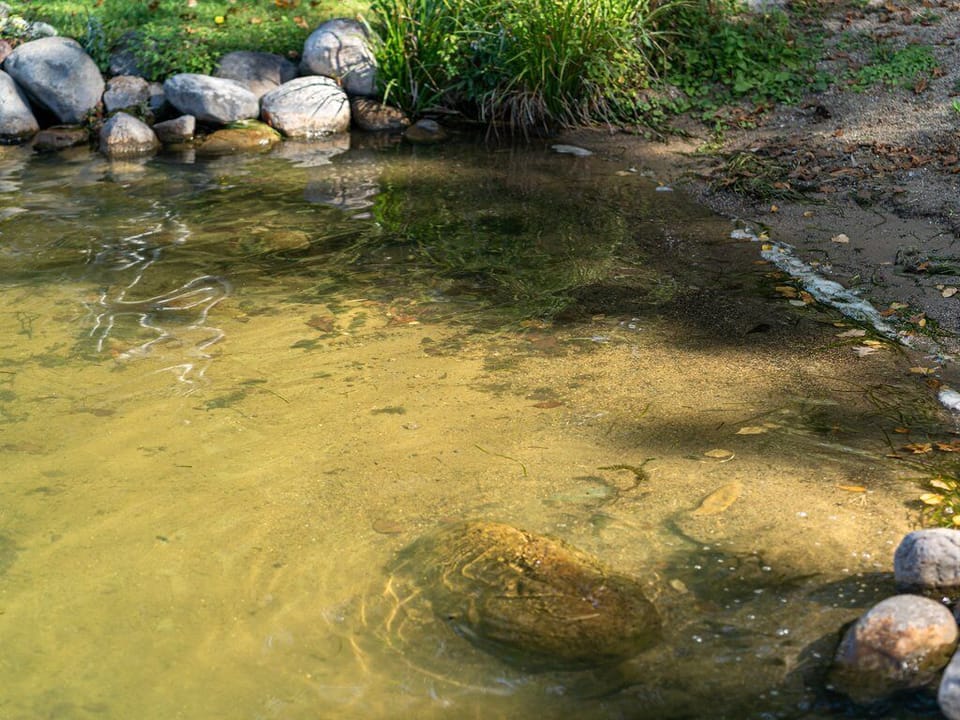 Swimmable lake