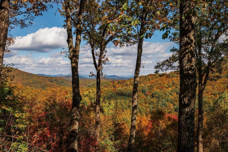 Breathtaking forest views framed by vibrant autumn trees