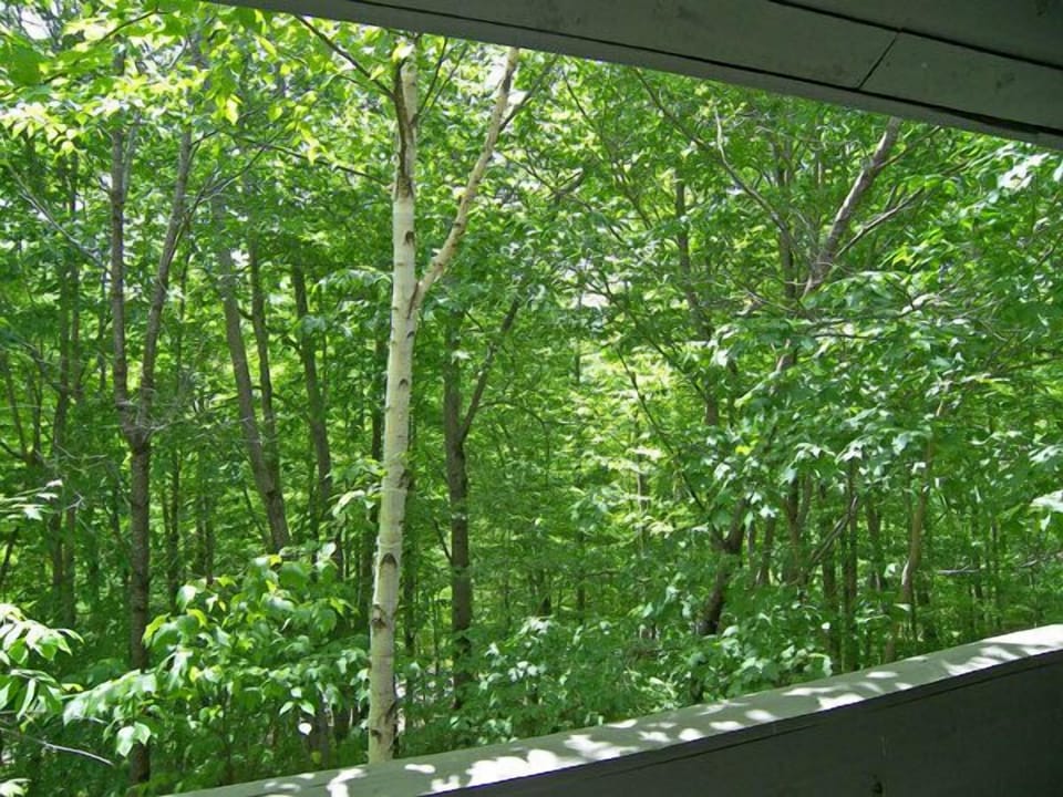 Summer View from the Deck - Wooded summer view from deck.