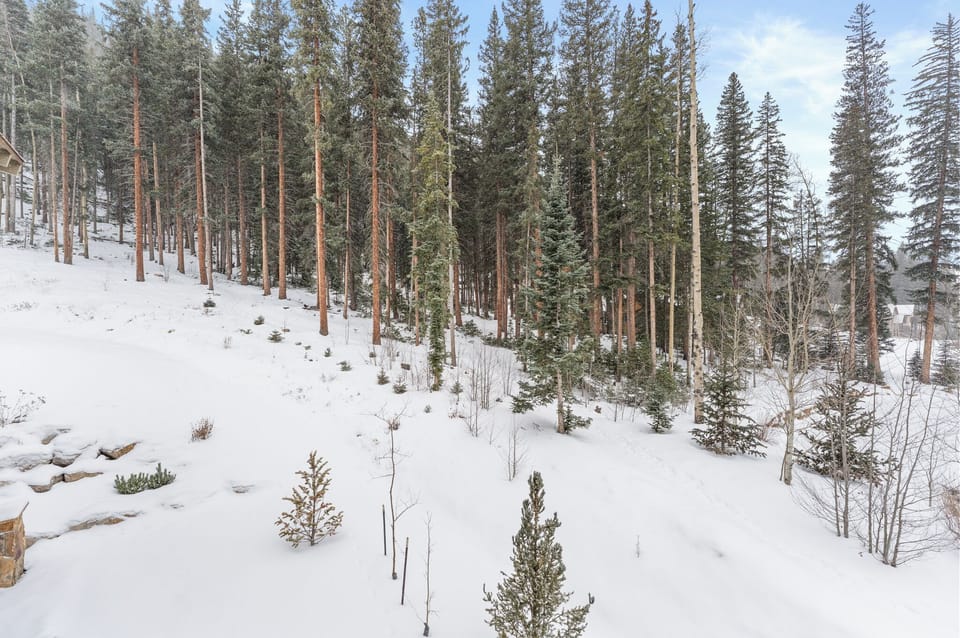 Snow-covered forest landscape with towering evergreen trees creates a pristine winter setting near the property.