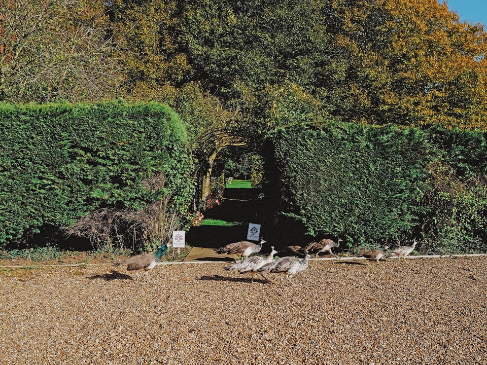 Garden and grounds | Mind the Gap, Bury St Edmunds