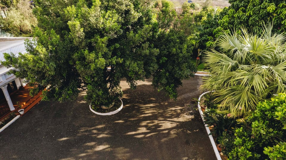 Garden view