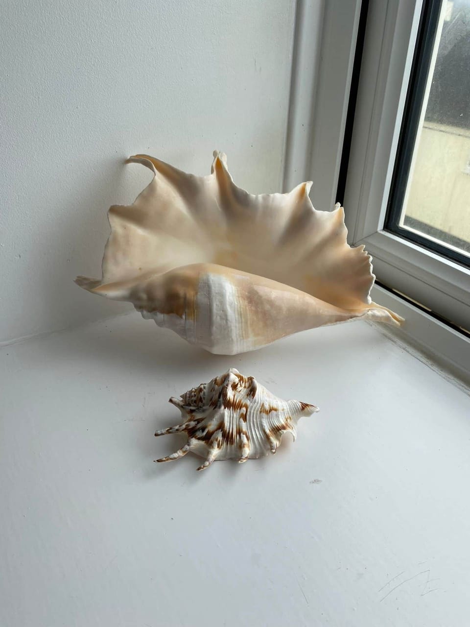 Shells - Shells