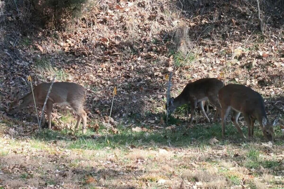 Game viewing