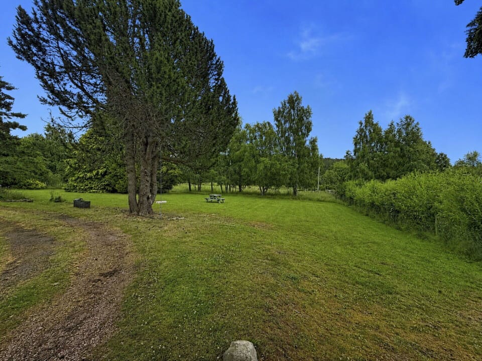 Grass, Tree, Leaf, Natural Environment, Nature, Branch, Vegetation, Grassland, Natural Landscape, Plain