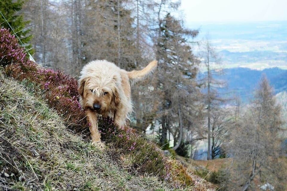 Urlaub in Sachran mit Hund