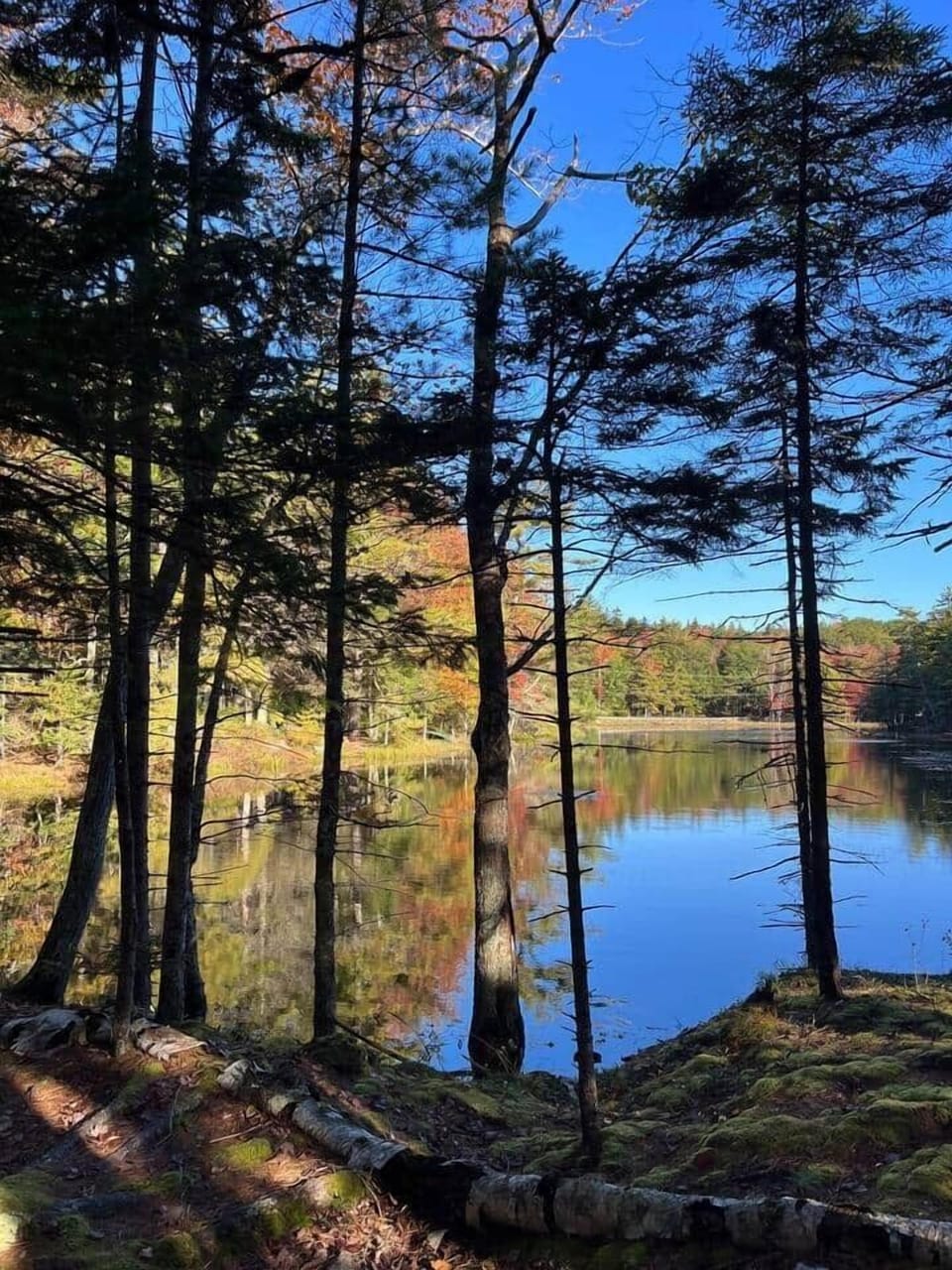 Our pond