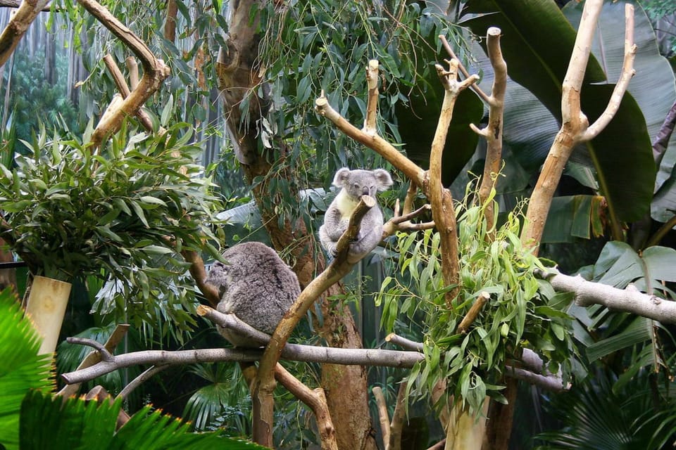 The Cleveland Metroparks Zoo is divided into several areas: Australian Adventure; African Savanna; Northern Wilderness Trek, The Primate, Cat &amp; Aquatics Building, Waterfowl Lake, The RainForest, and the newly added Asian Highlands