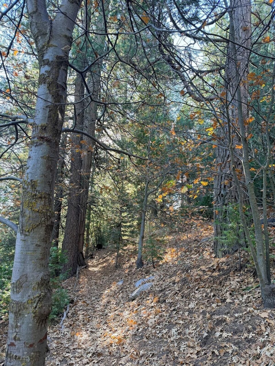 Quiet forest trail nearby for nature walks and outdoor exploring