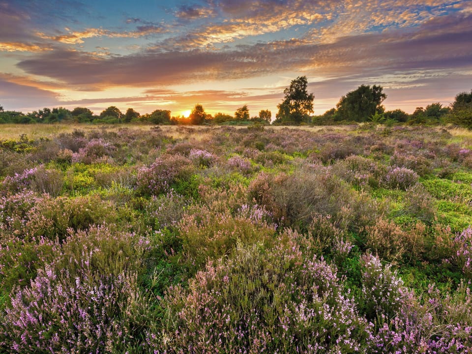 Cannock Chase