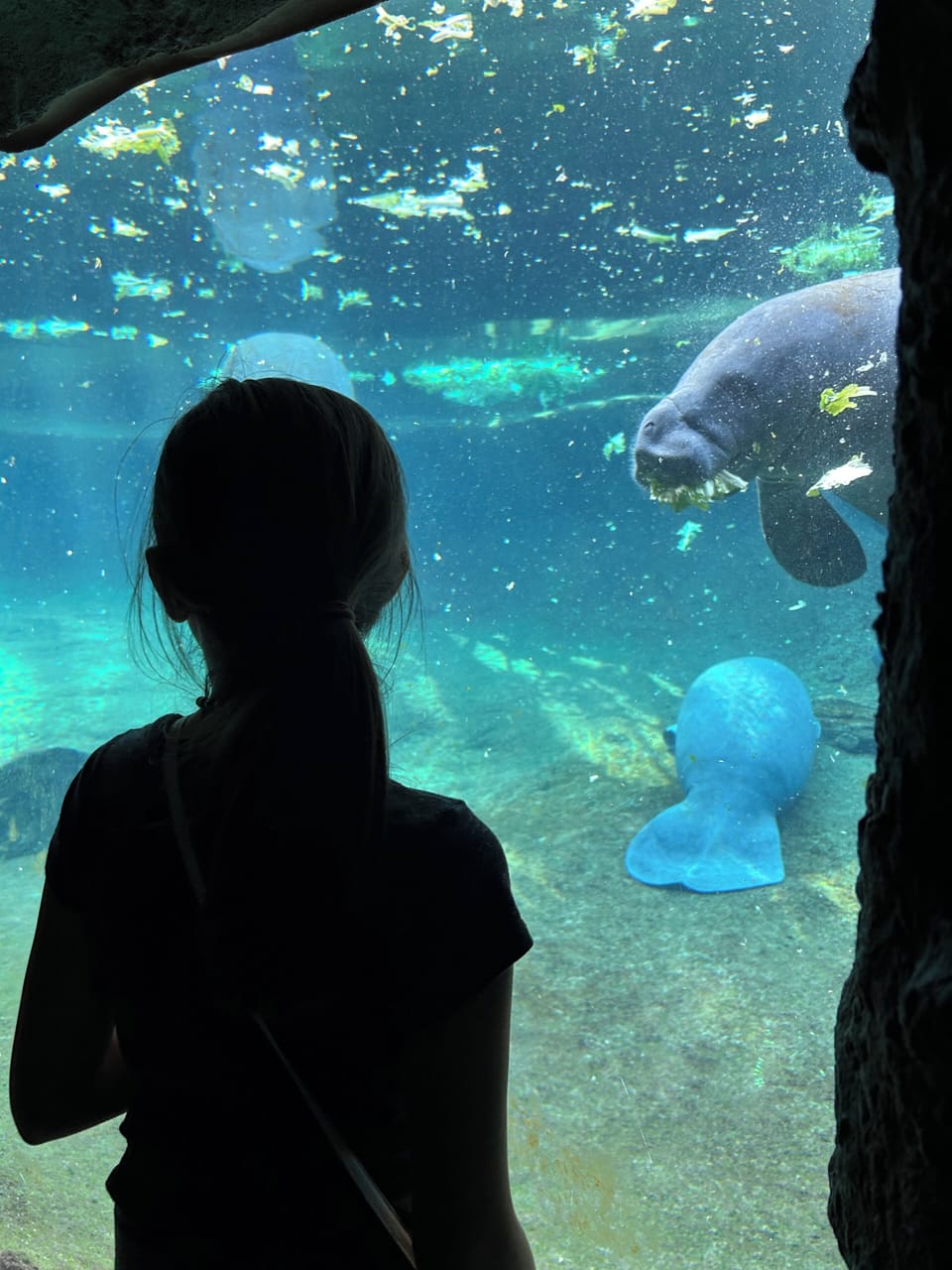 Zoo Tampa, Tampa, Fla.