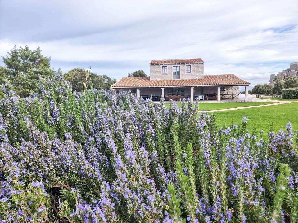 Shrub, Garden, Groundcover, Flowering Plant, Lavender, Wildflower, Landscaping, Plantation, English Lavender