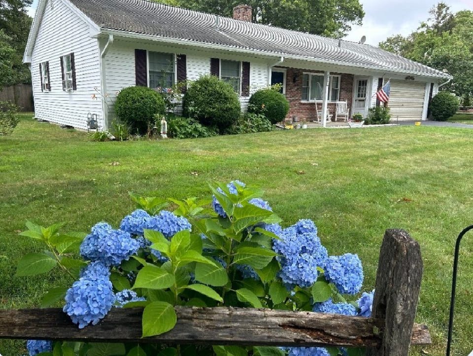 hydrangeas at Nonna's Nest