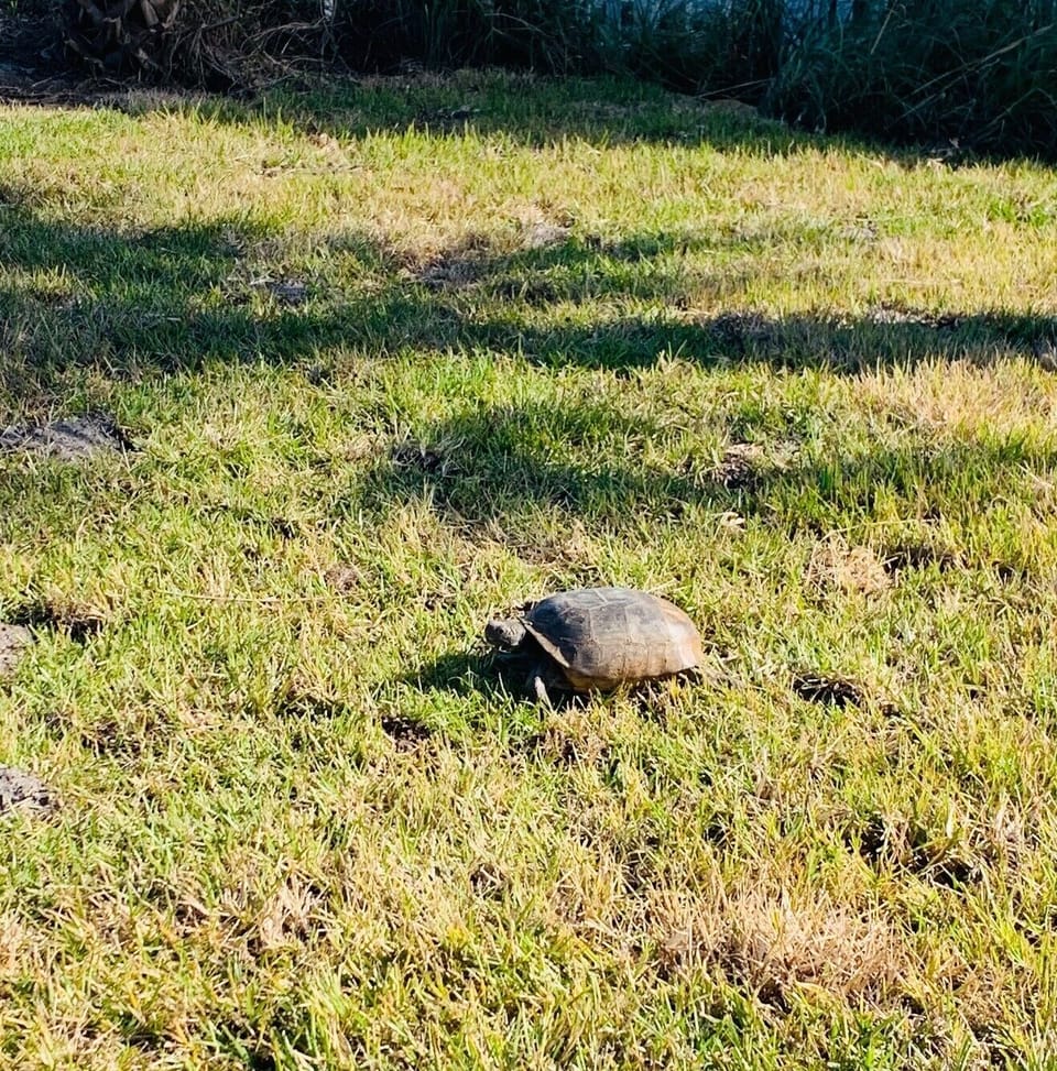 The Tatum House Estate resident - Turtle Ted
