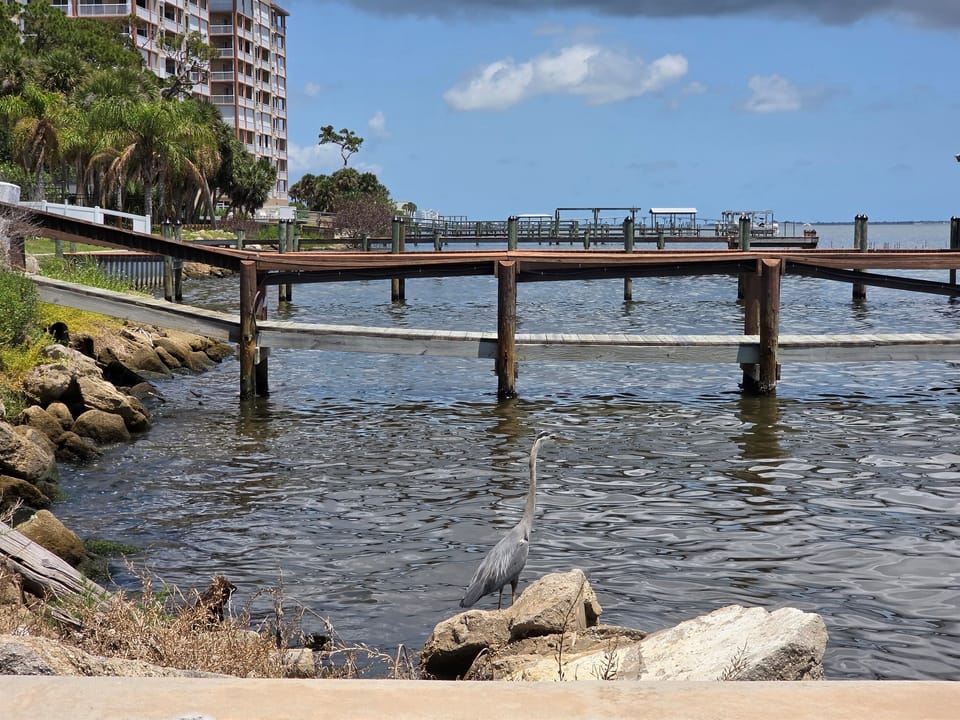 Backyard bliss! Captured this beautiful Great Blue Heron hanging out right in our ocean backyard. Highlighting the incredible local wildlife our guests get to experience daily.