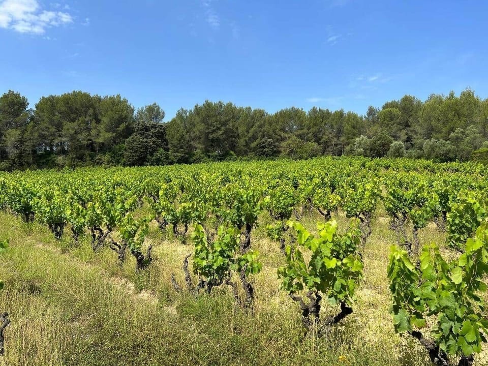 Maison entourée de vignes et forêts 