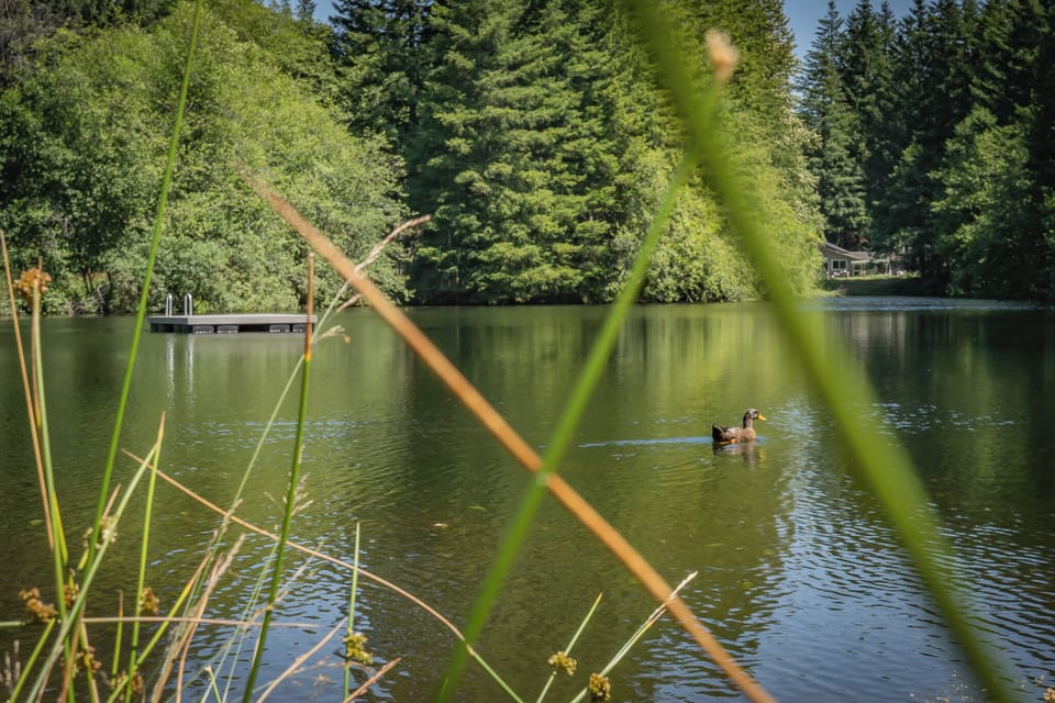 Bird watching, swimming, and fishing at community lake