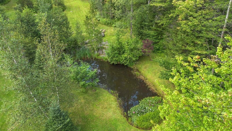 A quiet corner of the property where nature does its own thing.