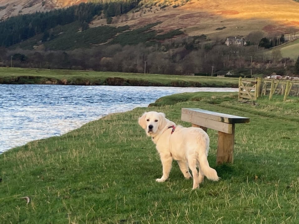 Pet-friendly