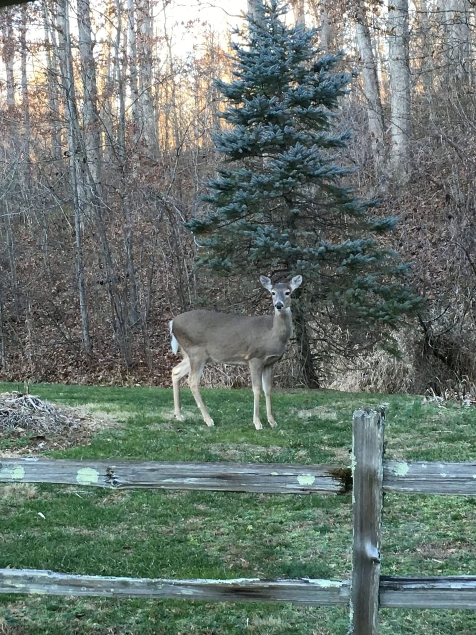 Abundant White Tail Deer