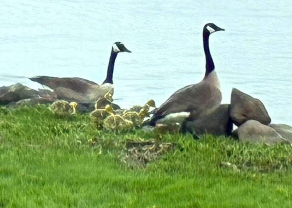 Lots of wildlife!