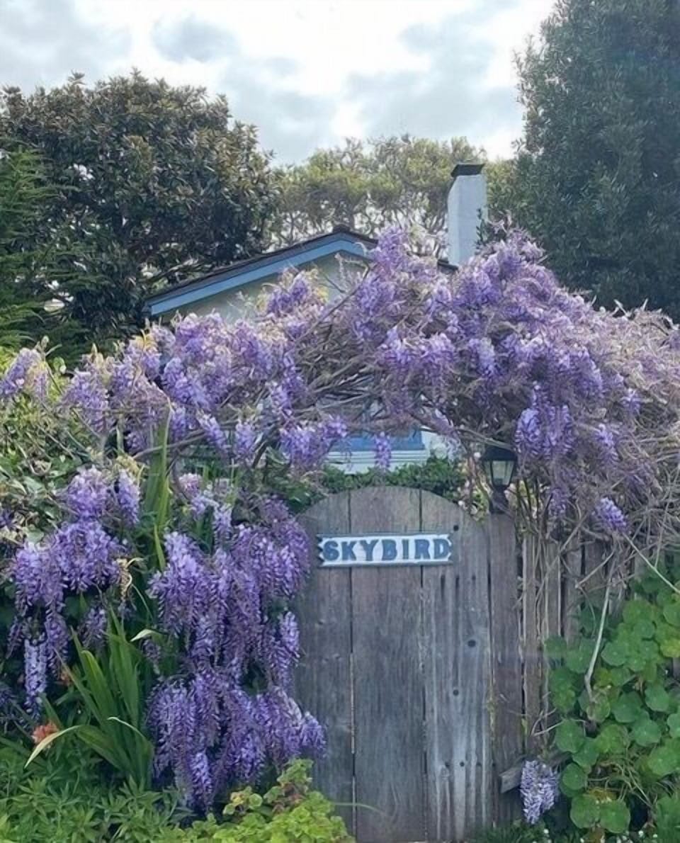 Welcome to Skybird! Enter Through the Wooden Gate