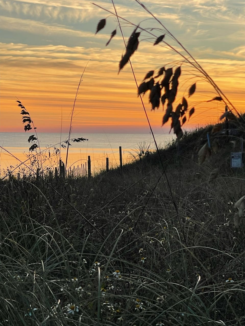 Sea Oats