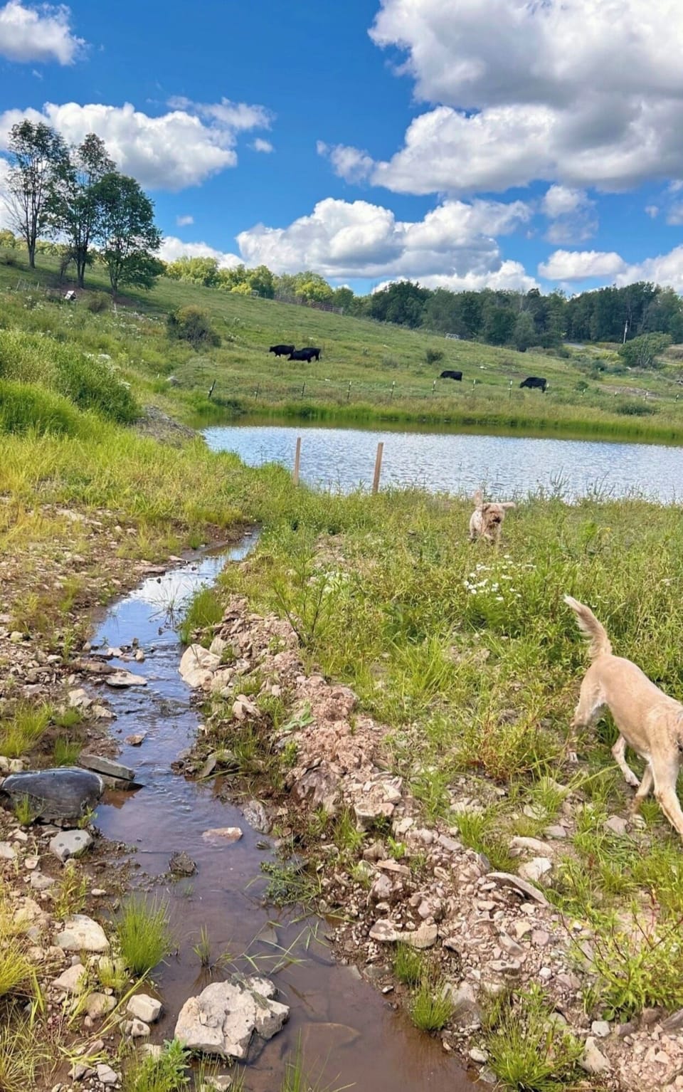 Pond and stream on the farm