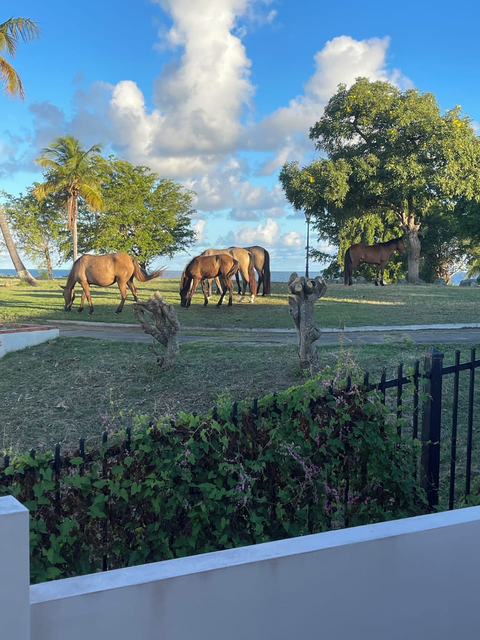 Wild horses graze on the lighthouse grounds