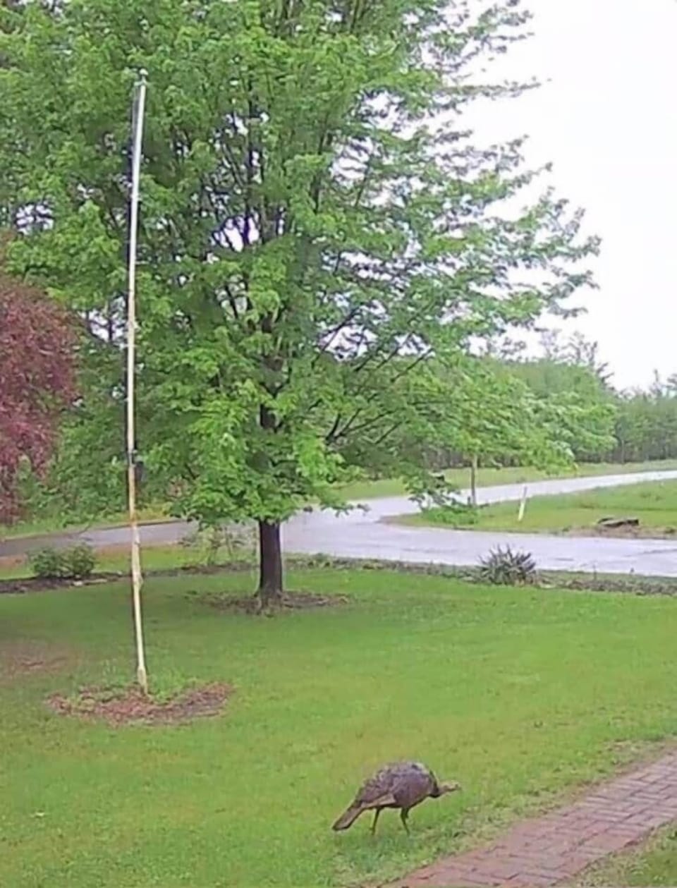 Turkey spotted in the front yard