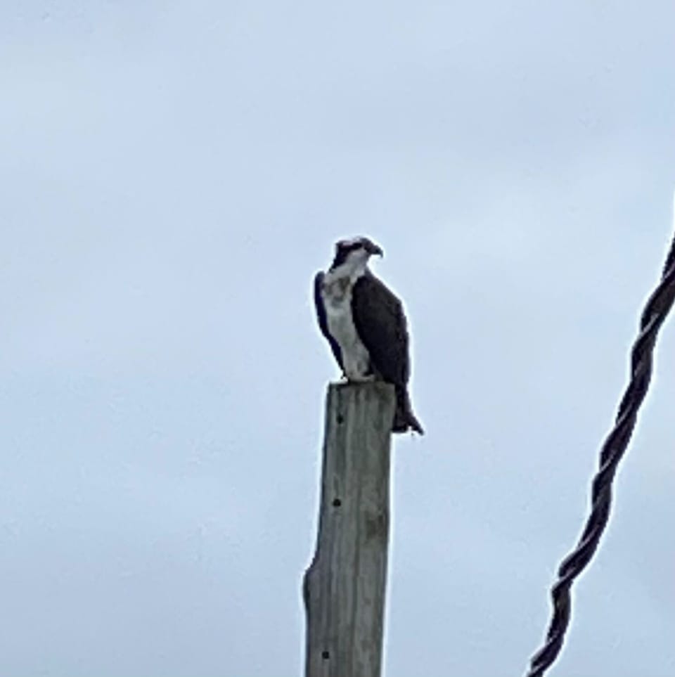 Osprey
